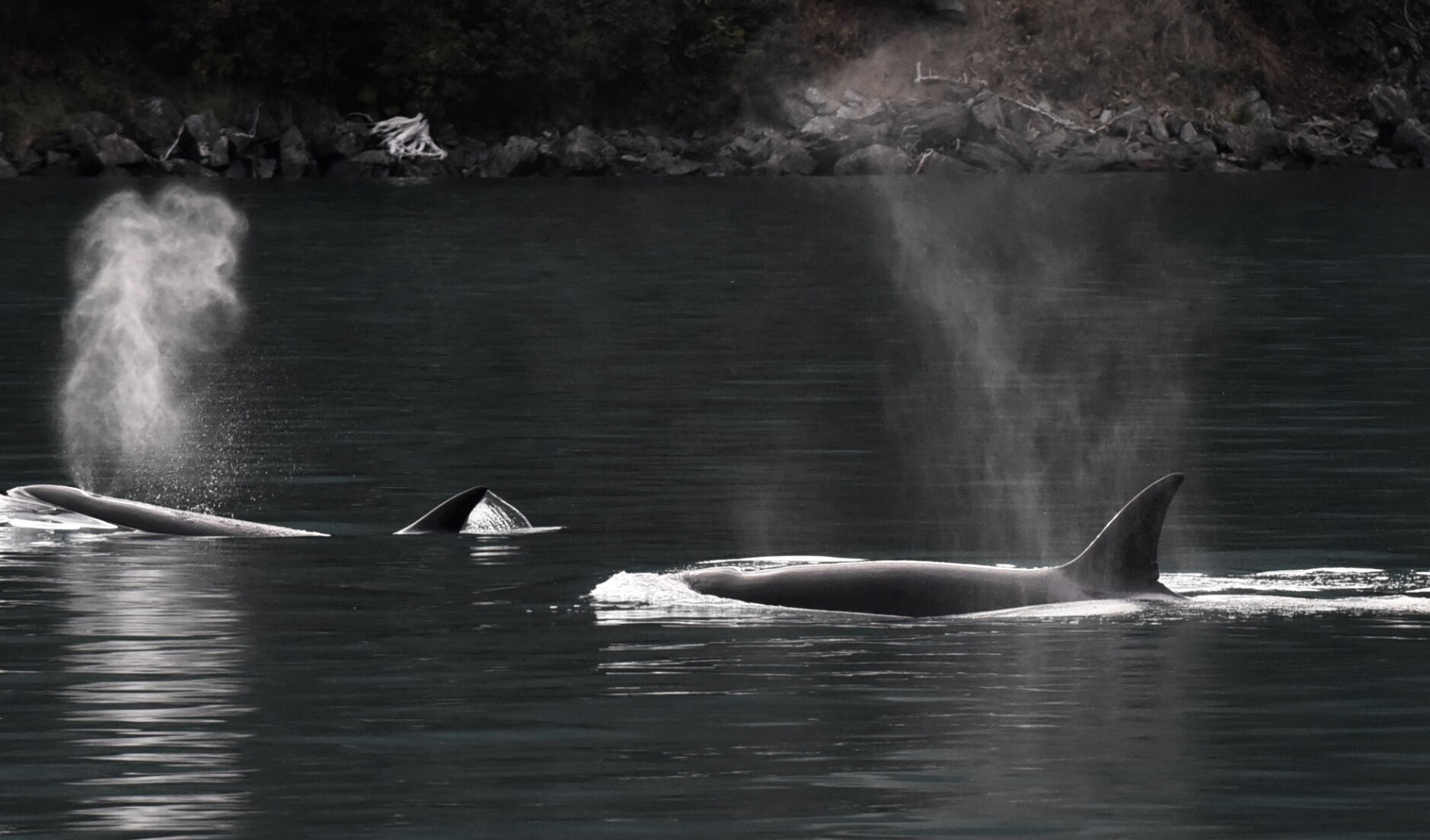 2. Pair of Alaska killer whales.JPG